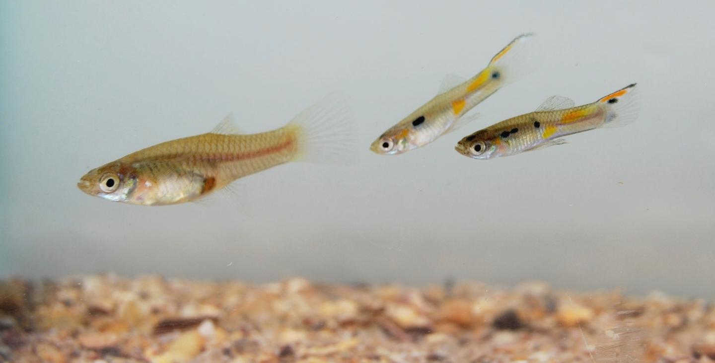 Trinidadian guppies