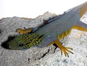 Psychedelic rock gecko