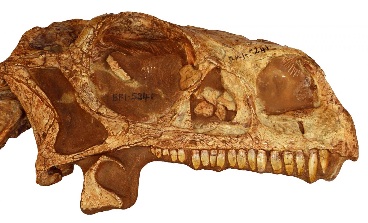 <i>Massospondylus</i> Skull