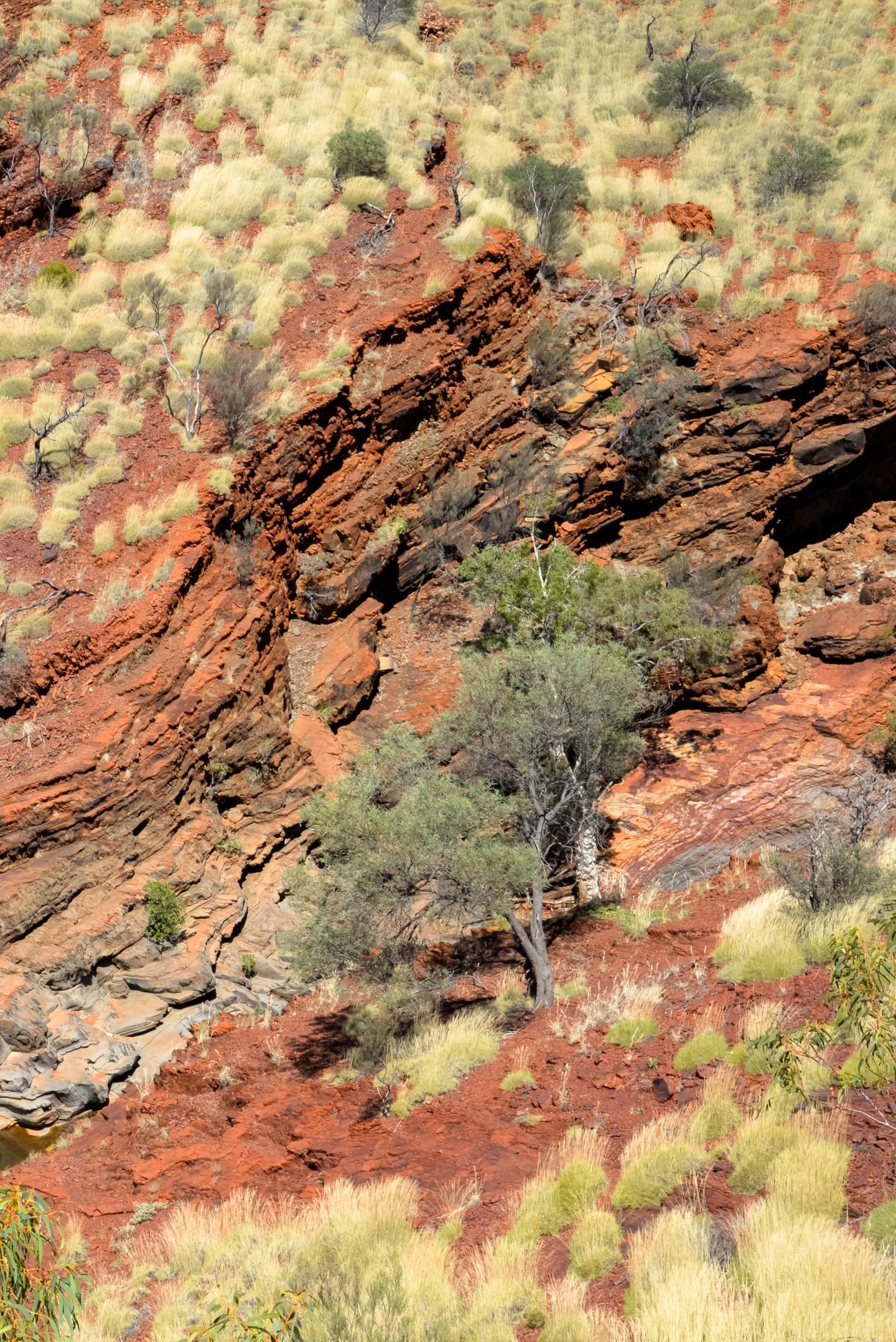 Savannas, Shrub Land Tied to Variation in Carbon Sink (3 of 4)