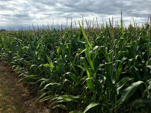 Corn field