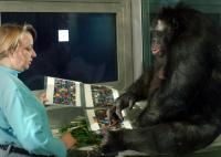Pointing Behavior by Great Ape Trust Bonobos