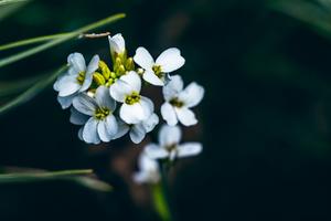 Arabidopsis thaliana