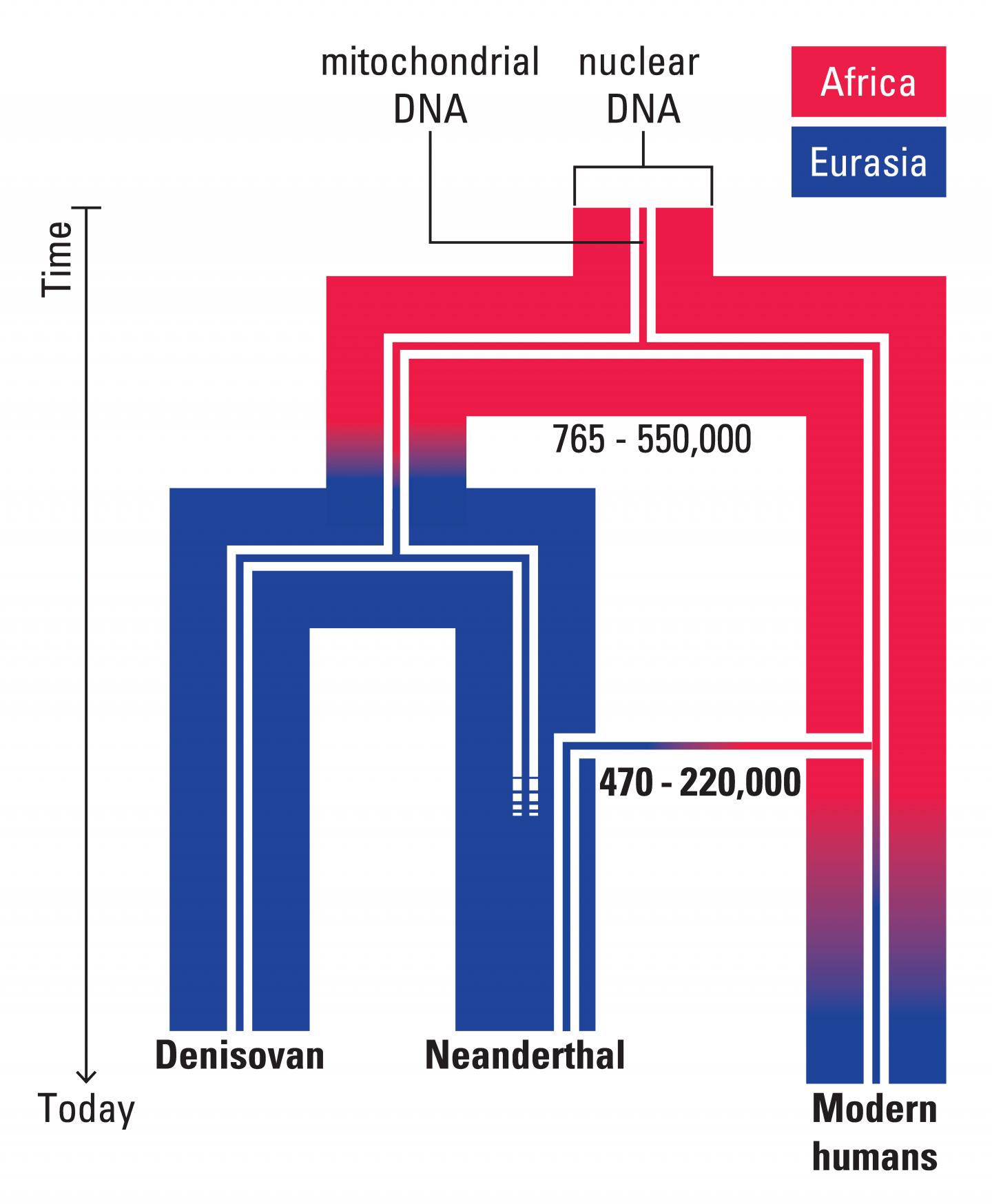 Szenario für die Evolution von mitochodrialer und nuklearer DNA bei Urmenschen und modernen Menschen