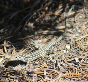 Colorado checkered whiptail