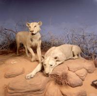 Tsavo Lions on Display at The Field Museum