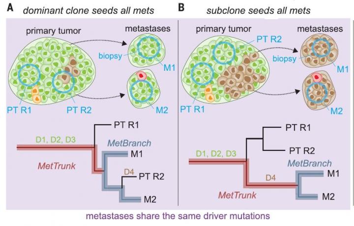 Scenarios of Heterogeneity of Mutations in Driver Genes