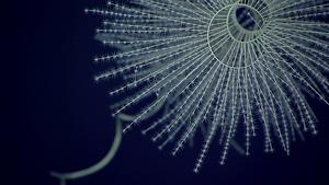 A magnificent coral Iridogorgia magnispiralis