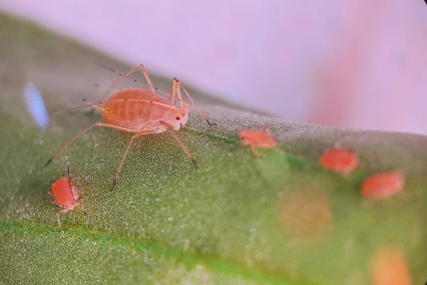 Aphid Endosymbionts Affected by Selection