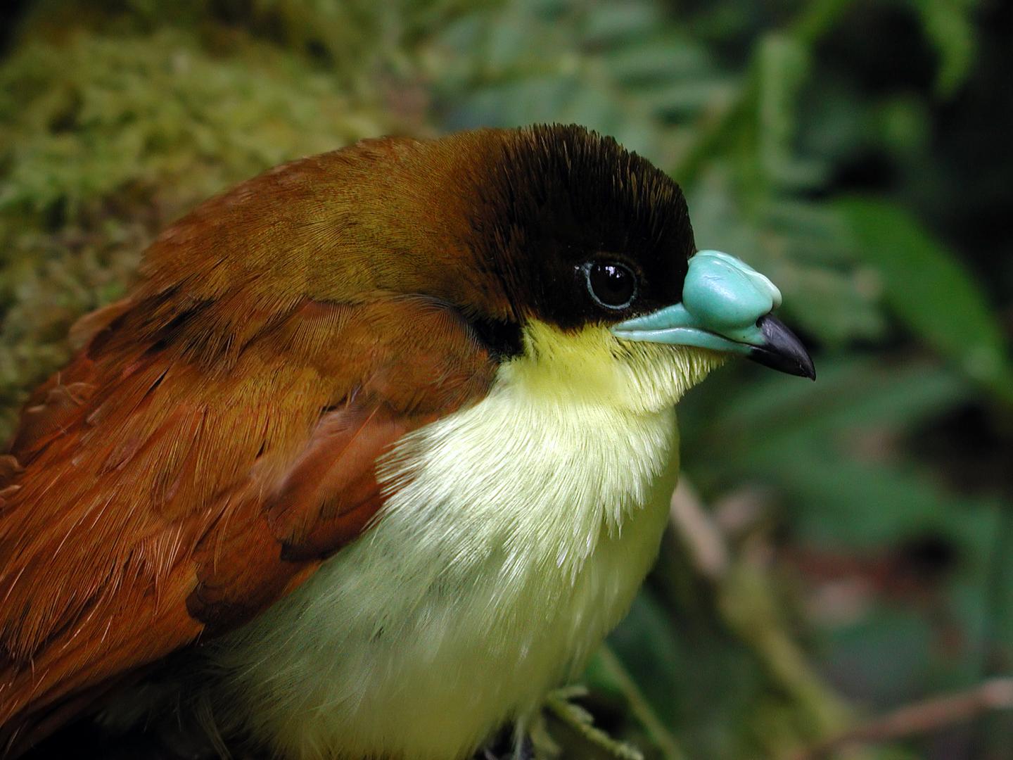 Yellow-Breasted Satinbird