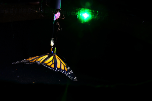 Butterfly in a Flight Simulator