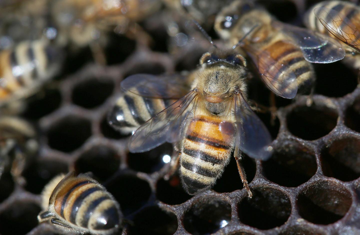 Another Species of Varroa Mite Threatens Honeybees