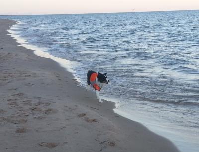 Dogs Working (2 of 2)