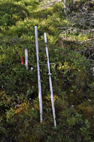 Fungi Revealed as Major Player in Boreal Forests (9 of 12)