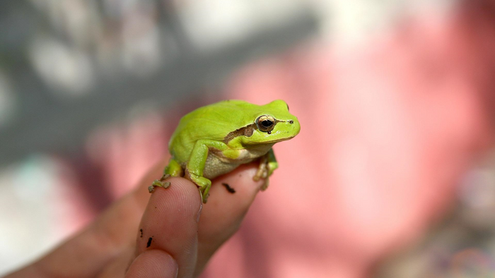 Frog on hand