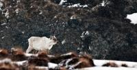 Caribou May Be Indirectly Affected by Sea-Ice Loss in the Arctic (2 of 3)