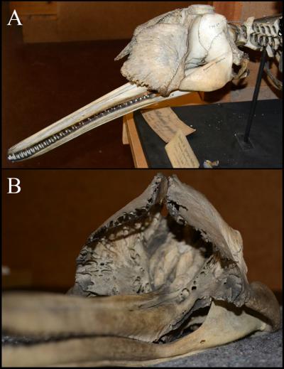 The Skull of a Ganges River Dolphin, Seen from A) the Side, and B) in Front of the Animal
