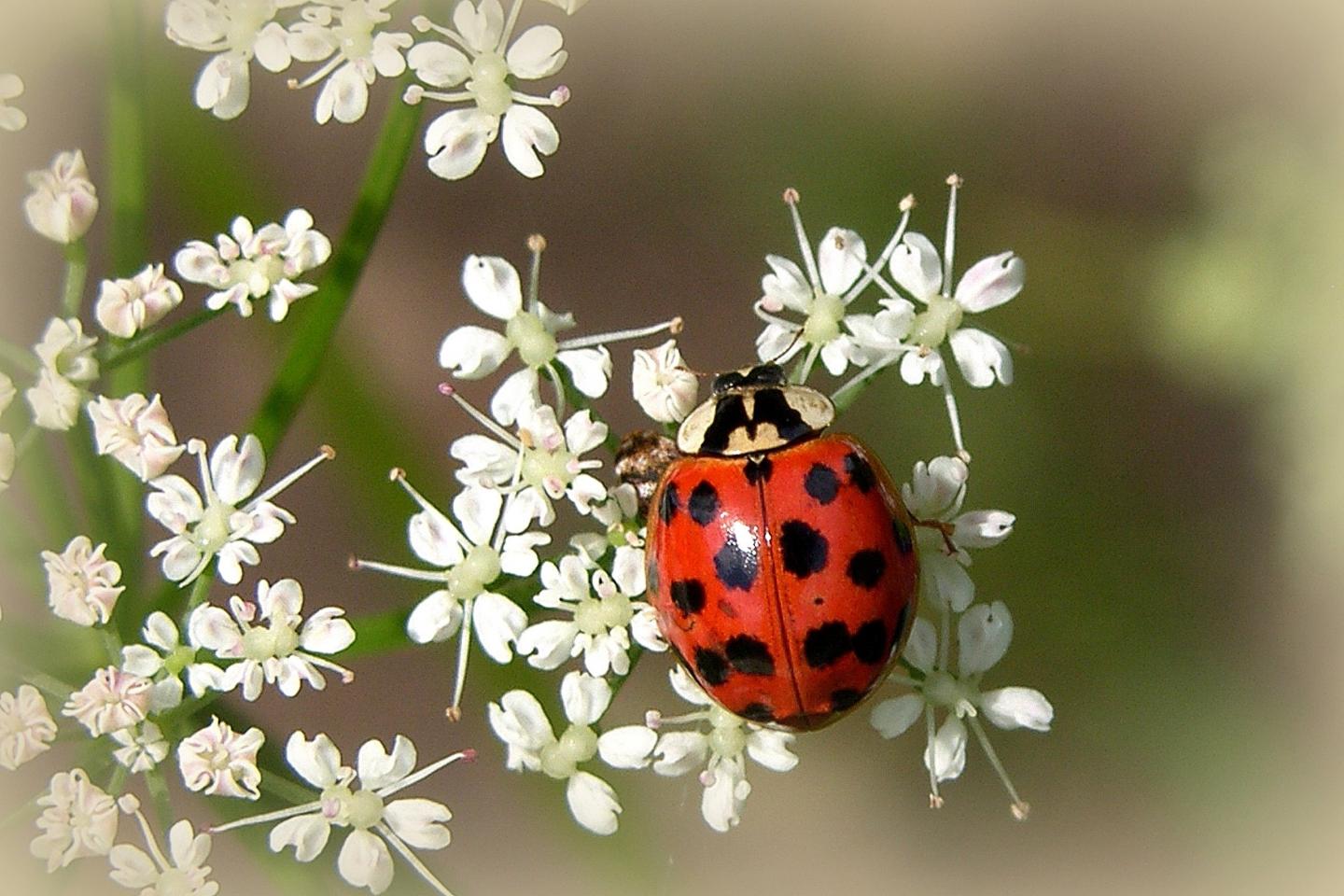 Harlequin Ladybird (<i>Harmonia axyridis</i>)