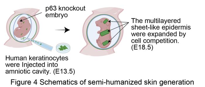 Figure 4 Schematics of semi-humanized skin generation