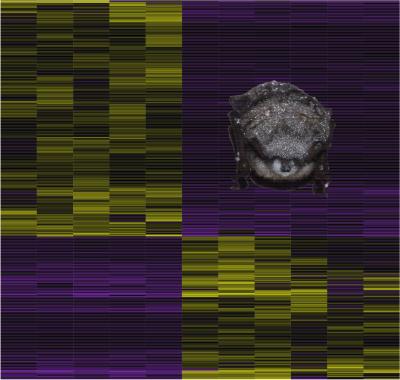 The Transcriptome of Hibernating Little Brown Myotis Affected by White-Nose Syndrome
