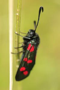 Six-spot Burnet Moth 3