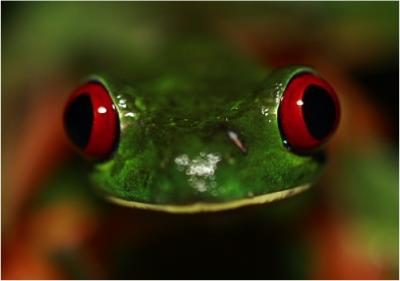 <i>Agalychnis calidrya</i>