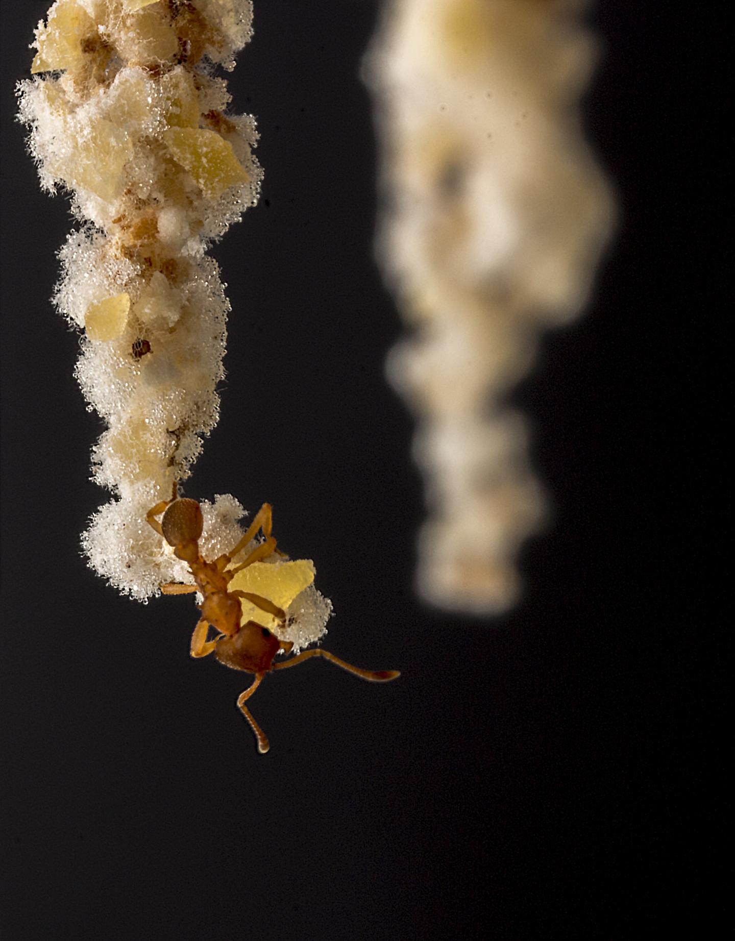 The Ant, <i>Mycocepurus smithii</i>
