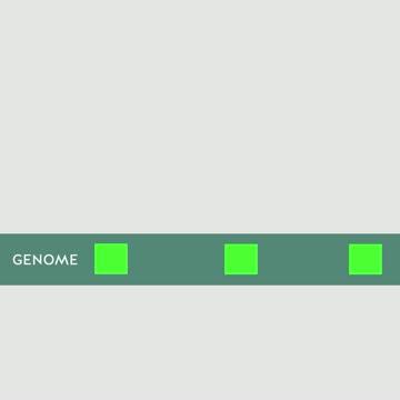 Arabidopsis DDM1 deposits H2A.W on transposable elements