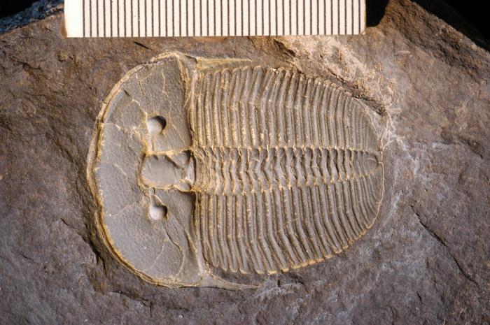 Trilobite fossil