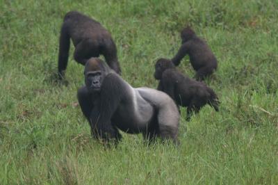Western Lowland Gorilla Silverback