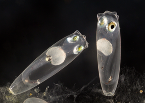 Embryos of neon goby fish