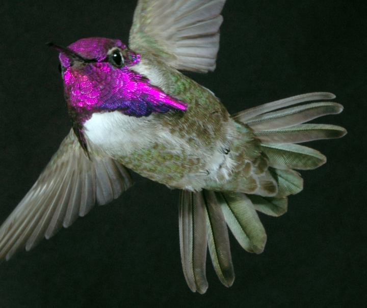 Costa's Hummingbird