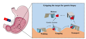 Magnetically actuated quadruped soft microrobot toward gastric biopsy