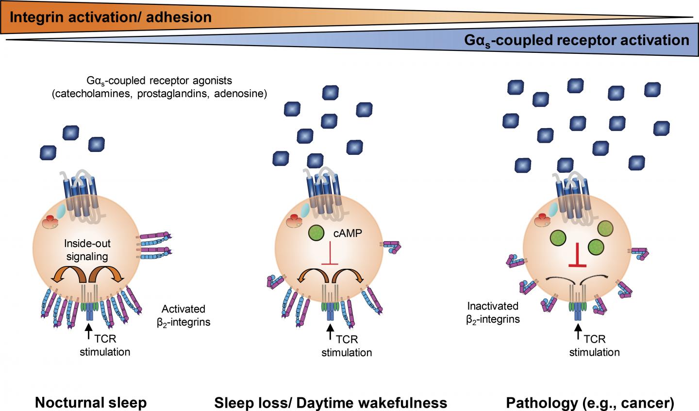 Sleep and Disease Affect the Immune System's T Cells