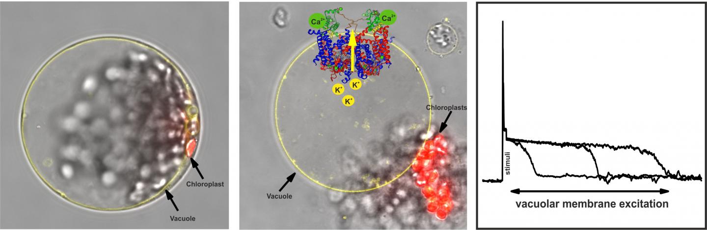 TPC1 Ion Channel