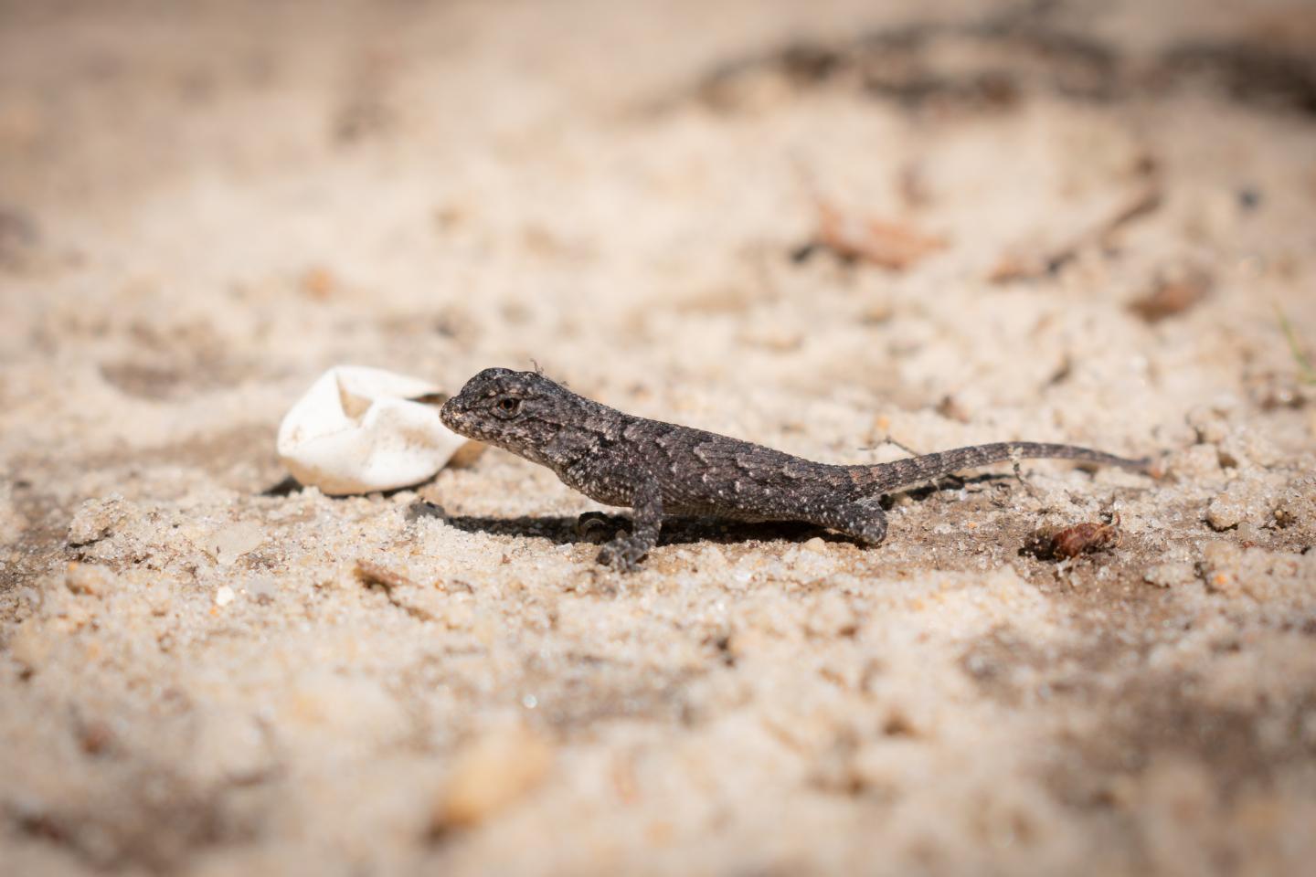 Fence lizard