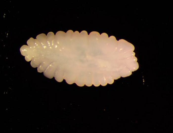 Pacific cod otolith