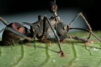 The Zombie-Ant Fungus Is under Attack, Research Reveals (2 of 2)