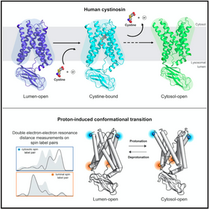 Graphical Abstract