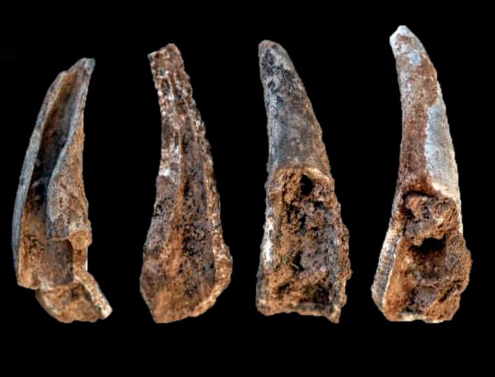 Close-Up Ancient Crab Pincers