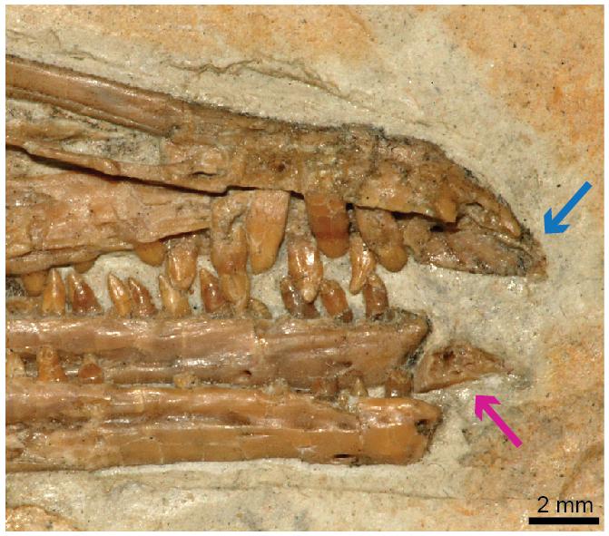 The Anterior Part of the Skull of <i>Yanornis martini</i>