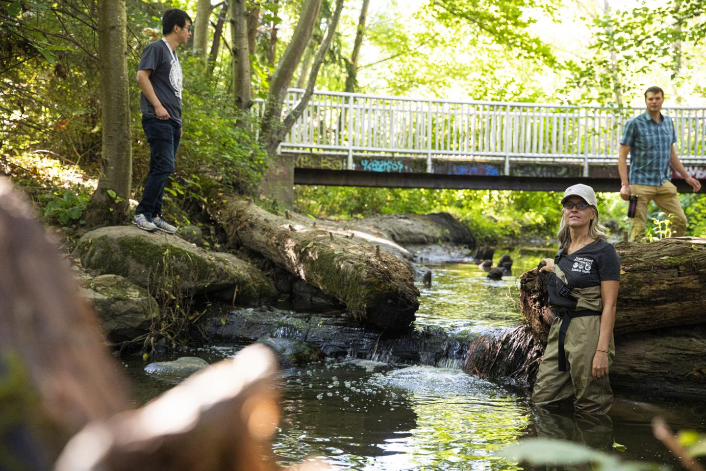 Tire-related chemical is largely responsible for adult coho salmon deaths in urban streams