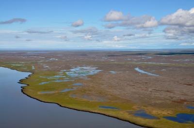 Arctic Coastal Study -- Dead Vegetation from Air