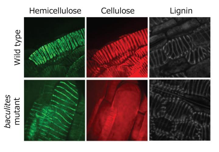 Xylem Cells