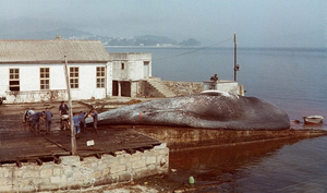 Chasing the blue whale