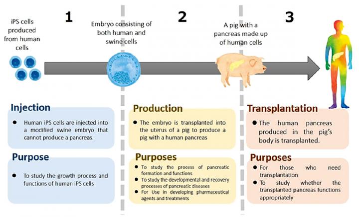 Human-animal chimeric embryo research