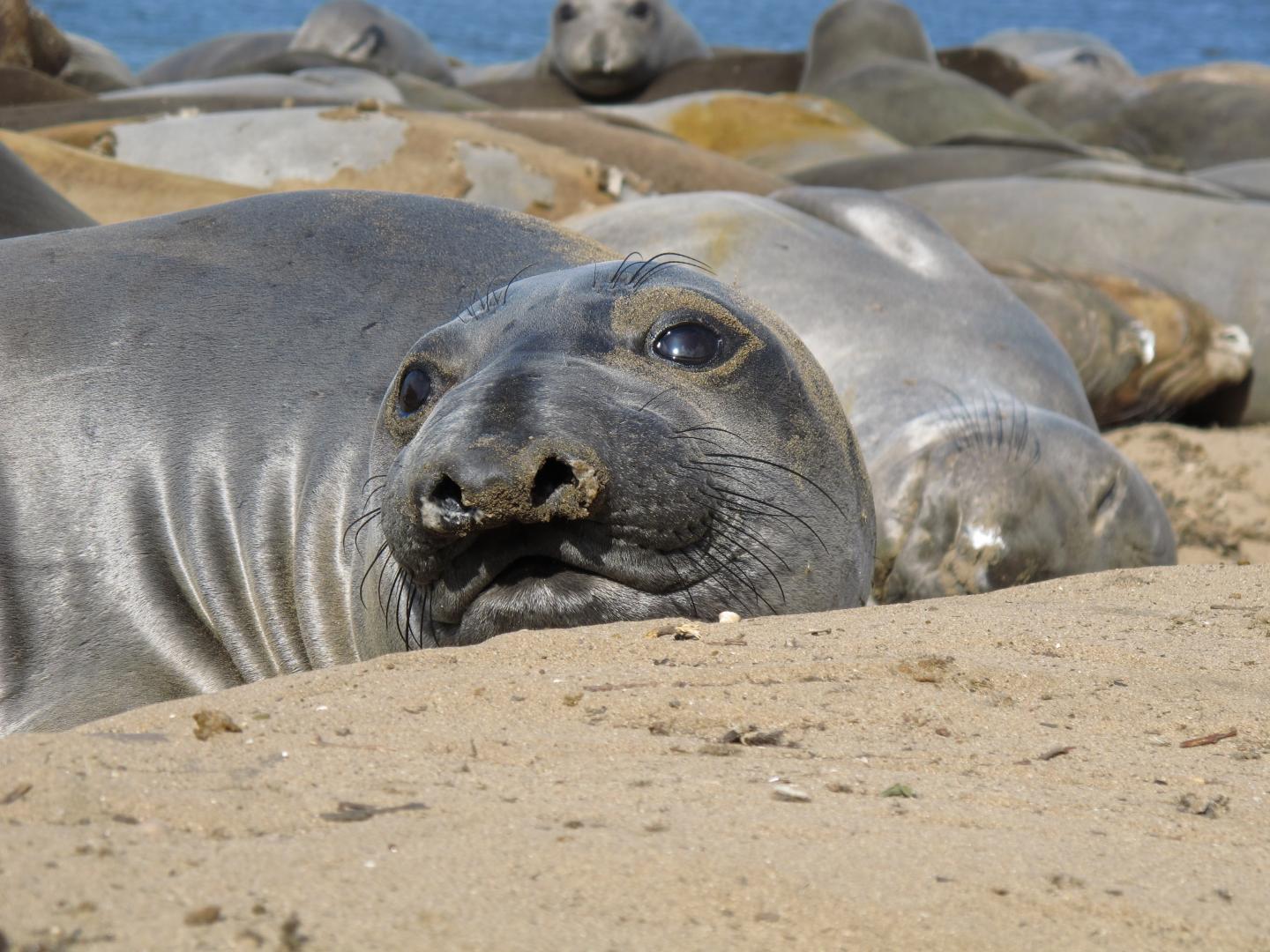 Elephant seals