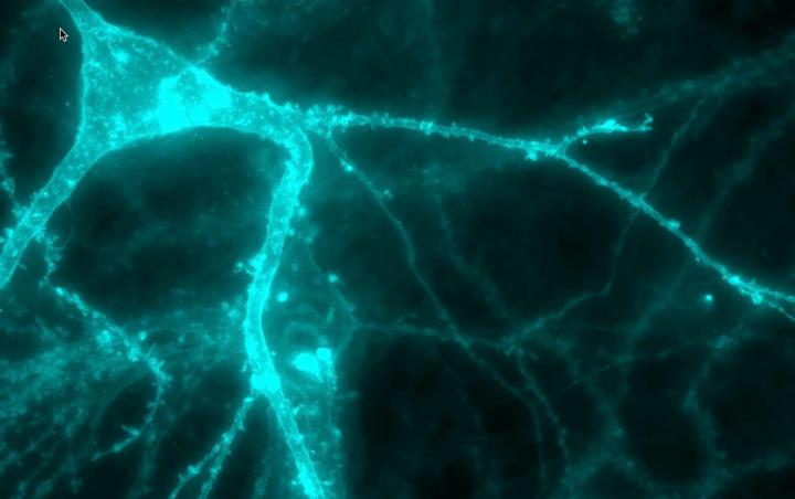 Neurons and astrocytes