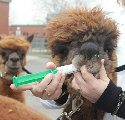 Medication for Llamas and Alpacas