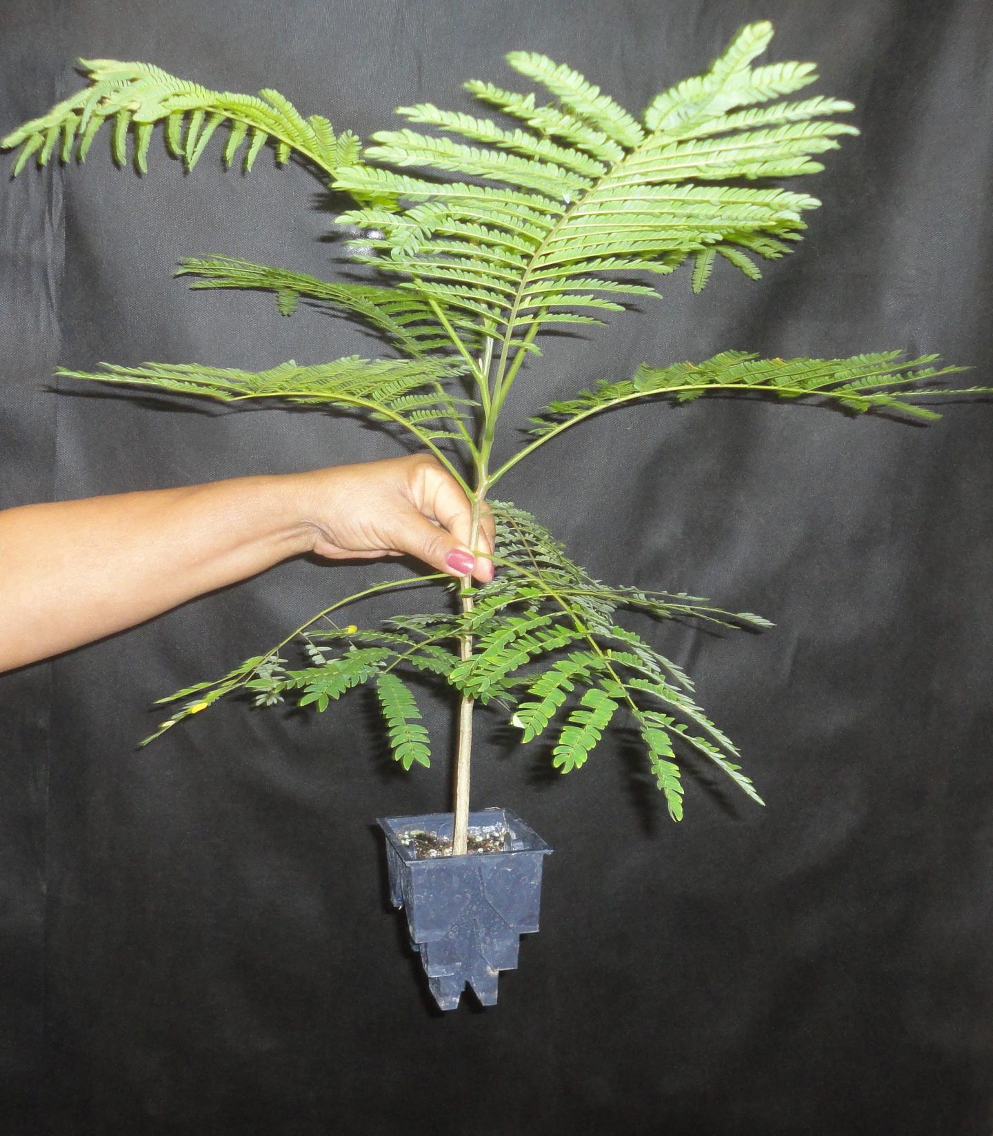 <i>Serianthes nelsonii</i> Seedling